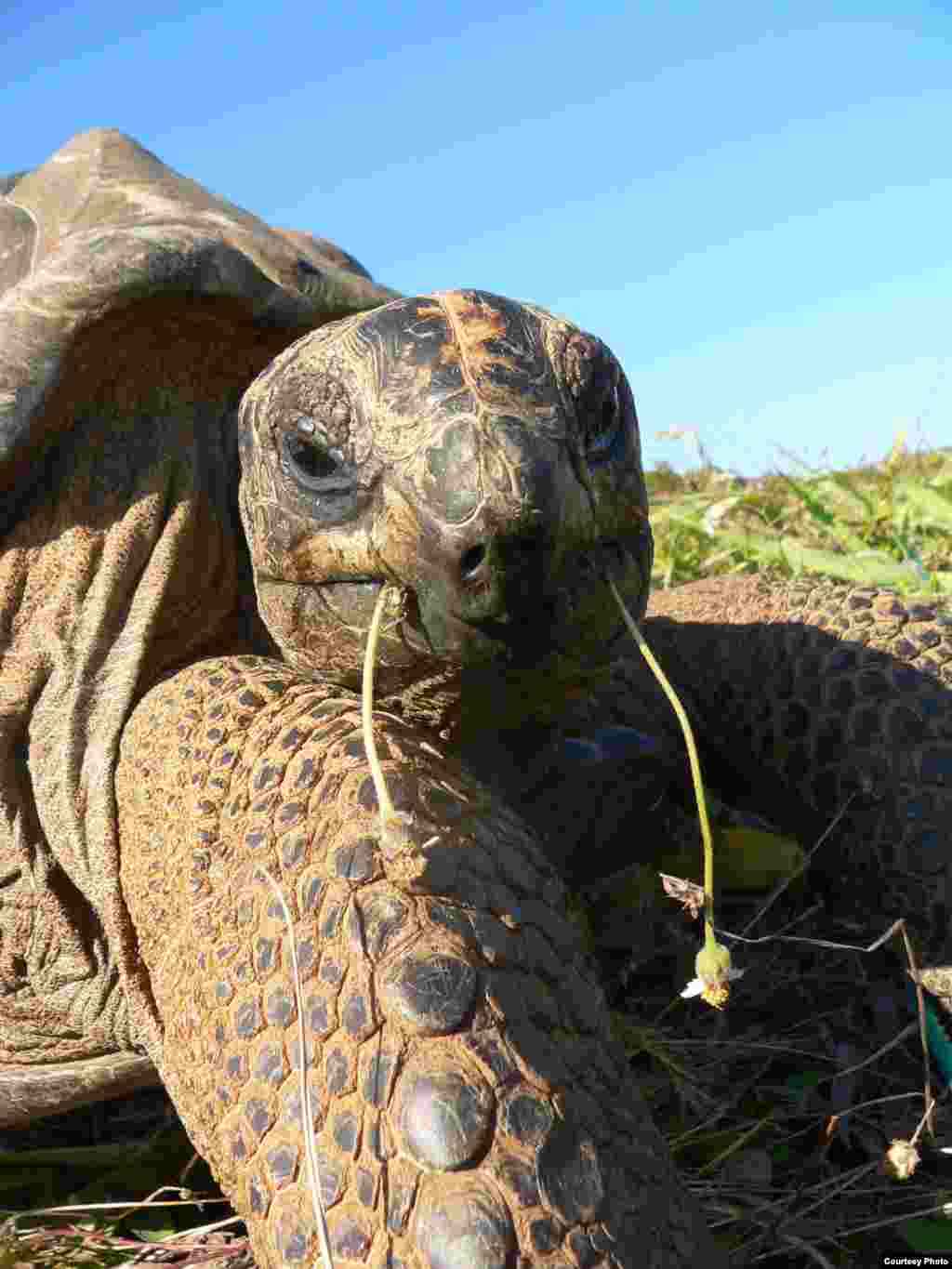 Aldabra giant tortoises, introduced to Round Island, Mauritius, as ecological replacements for the extinct Mauritian giant tortoises, eat the fast-growing invasive flora. (Christine Griffiths)