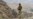 Airstrikes Near Afghan Border Kill 14 Militants, Pakistan Says
