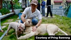 The Chinese owner welcomes his pet lion after being returned from Tamao wildlife center to his residence in Phnom Penh on Monday afternoon, July 5, 2021. (Courtesy of Pring Samrang)