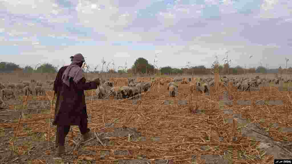 خشکسالی کوچی های ولایت همجوار را به هلمند کشانیده است