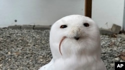 Snežna sova Duh jede smrznutog pacova u Centru za učenje o pticama u Enkoridžu na Aljasci 6. februara 2025. 