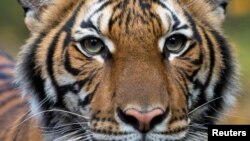 Nadia, a 4-year-old female Malayan tiger at the Bronx Zoo, that the zoo said on April 5, 2020 has tested positive for coronavirus disease (COVID-19) is seen in an undated handout photo provided by the Bronx zoo in New York. WCS/Handout via REUTERS