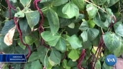 Imkoniyati cheklanganlar: AQSh va O'zbekiston misolida