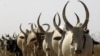 Cattle in South Sudan are a sign of wealth and used to pay dowries. (file photo 2009)
