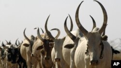 Cattle in South Sudan are a sign of wealth and used to pay dowries. (file photo 2009)