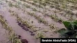 Ambaliyar Ruwa a JIhar Adamawa 