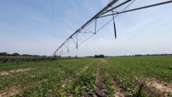 This Friday, July 21, 2017 photo shows an irrigation system at a farm in Farmville, N.C. The system is used to spray hog waste onto nearby crops instead of using commercial fertilizers. (AP Photo/Gerry Broome)