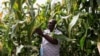UN: Grain Shortage Could Affect Much of Africa 