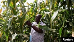 FILE - Boniface Mutize inspects his maize crop during an interview with Reuters at his farm in Domboshava, a village in the province of Mashonaland East outside Harare, Zimbabwe, March 21,2022. (REUTERS/Philimon Bulawayo
)