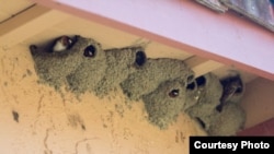 Although the swallows have yet to return to Capistrano, clusters of nests are seen in a neighborhood less than a quarter mile away. (Michael Juliano/KPCC)