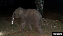 A baby elephant is seen after having received a CPR by a rescue worker after a motorcycle crash in Chanthaburi province, Thailand, December 20, 2020. Picture taken December 20, 2020. KUNCHAYLEK/ Handout via REUTERS