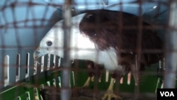 Elang laut, satwa langka yang disita petugas di Jawa Tengah. (VOA/Yudha Satriawan) 