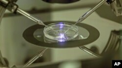 FILE - An embryologist works on a petri dish at a London fertility clinic.