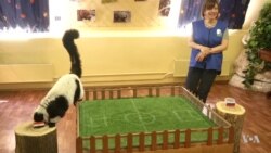 Carnivores are Best at Predicting World Cup Winners