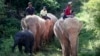 FILE - Keepers ride atop white elephants through dense vegetation near Uppatasanti Pagoda, in Naypyitaw, Myanmar, Nov. 10, 2014. 