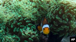 Coral reefs are home to many -- like this clownfish! But they are in danger. Scientists are around the world are trying to raise awareness. (This photograph is from an exhibit called 'Coral Reef - Secret Cities of the Sea' at the Natural History museum in London, March 2015. AP PHOTO)