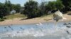 FILE - In this June 13, 2012 file photo, Asian carp, jolted by an electric current from a research boat, jump from the Illinois River near Havana, Illinois.