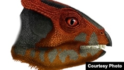 An image of spaniel-sized Hualianceratops, a cousin of the three-horned triceratops that lived some 160 million years ago during the early Late Jurassic period. (Photo: Portia Sloan Rollings)