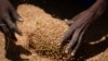 International Agencies Concerned about War’s Effect on Wheat Supply