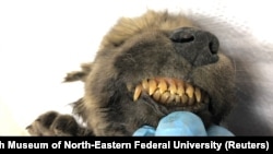 A young dog, believed to be 18,000 years old, found in Russia's Far East permafrost. The animal was found in 2018, the picture released Dec. 4, 2019.