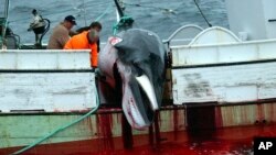 Seekor paus dinaikkan ke sebuah kapal nelayan setelah dibunuh di Samudra Atlantik di barat pesisir Islandia, 23 Agustus 2003.