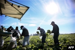 FILE - Mexican farmworkers are seen harvesting lettuce in a field outside of Brawley, California, in the Imperial Valley, Jan. 31, 2017.