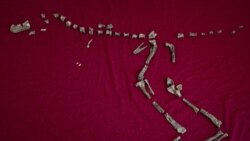 This March 28, 2019 photo provided by Virginia Tech shows the fossilized bones of Suskityrannus hazelae, a miniature adult Tyrannosaurus dinosaur relative, in Blacksburg, Virginia, discovered by Sterling Nesbitt, an Assistant Professor of Geobiology.