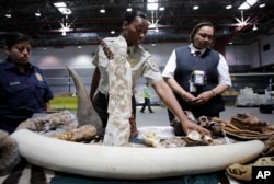 FILE - An inspector points to confiscated items at a news conference to highlight efforts by U.S. Customs and Border and U.S. Fish and Wildlife to deter illegal trafficking in wildlife at JFK international Airport, New York, June 16, 2014.