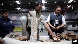Polisi memeriksa gading gajah sitaan di bandara New York (16/6).