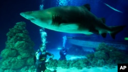 Un requin en aquarium, le 2 juillet 2009.