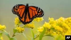 Gardening Helping Monarchs