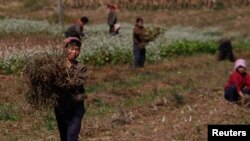 FILE - North Korean farmers work at a collective farm in an area damaged by floods and typhoons, in South Hwanghae province, Sept. 29, 2011.