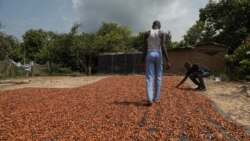 People dry cocoa beans in the Ivorian cocoa farming village of Djigbadji inside the Rapides Grah protected forest on January 7, 2020. Ivorian agents destroyed the village in January, 2020 but when Reuters visited a year later the village was alive once again. (REUTERS/Luc Gnago)