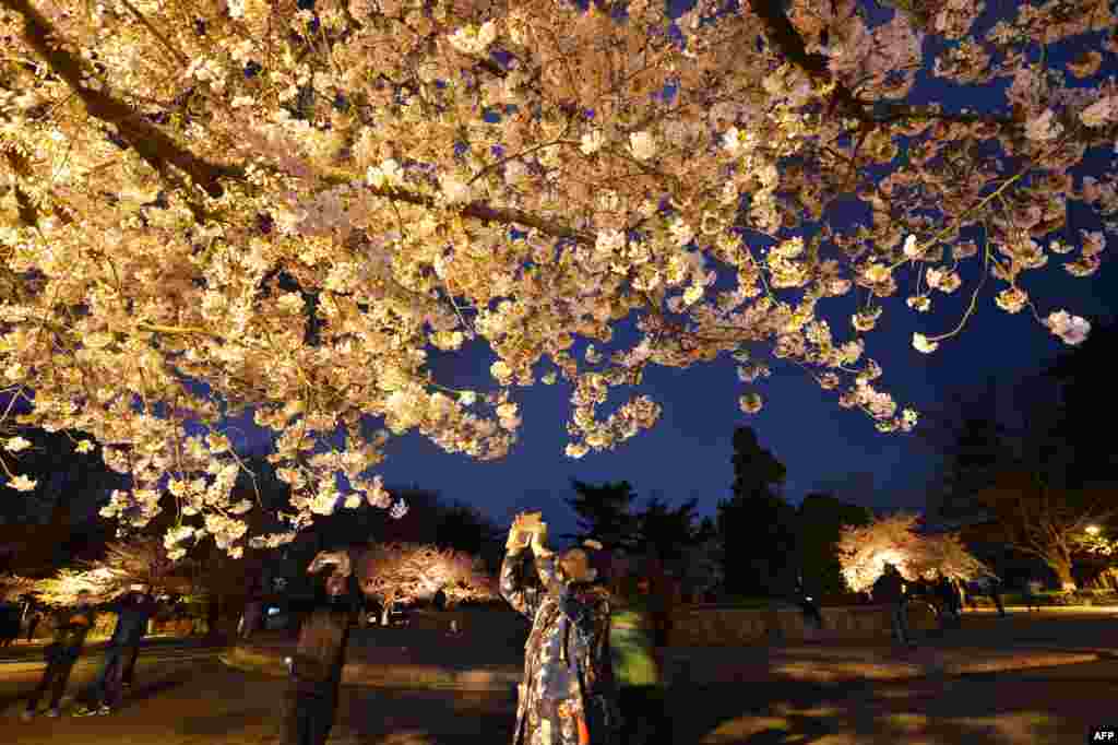 2018年4月12日夜晚，游客在中国山东省青岛的中山公园拍摄樱花照片。&ldquo;只恐夜深花睡去&rdquo;，故用手机留芳菲？