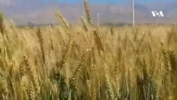 آمادگی گندم دروی در کابل