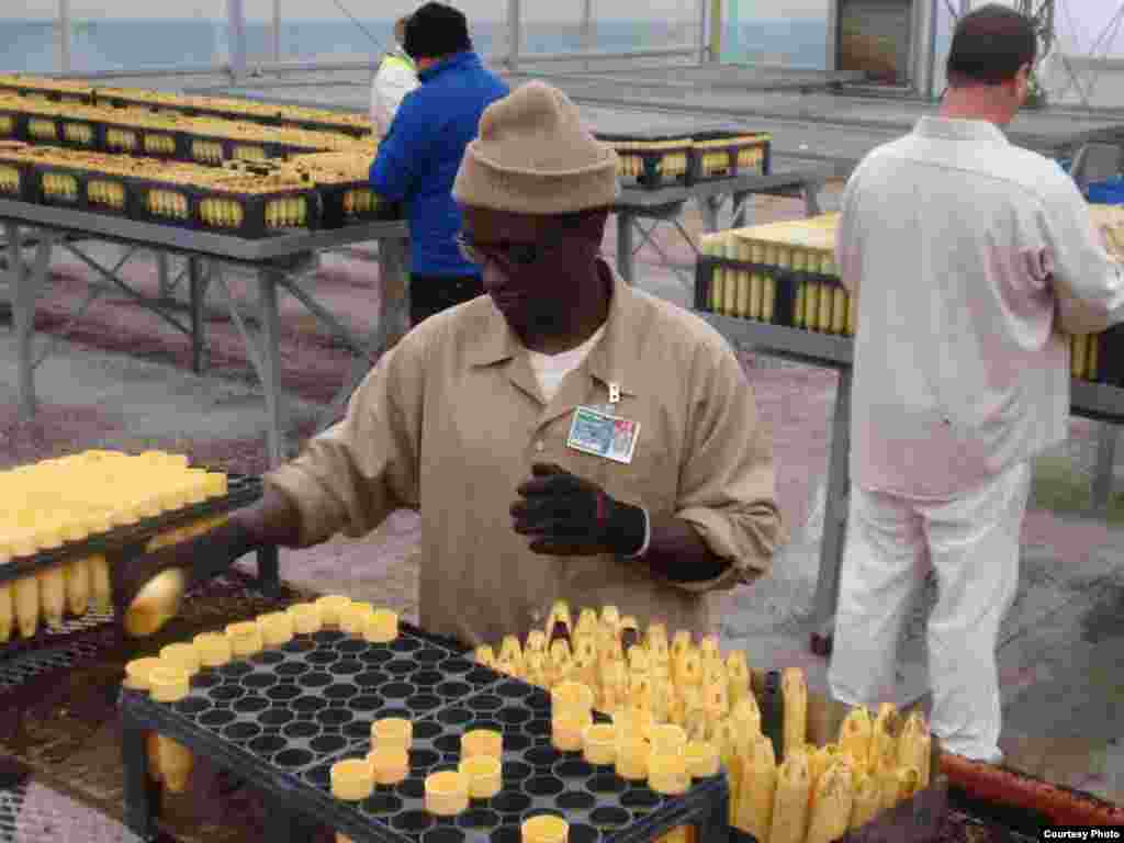 Inmate Joseph Njonge at work in the Stafford Creek Corrections Center conservation nursery. (Tom Banse/VOA)
