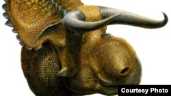 Ilustrasi artis atas Nasutoceratops, yang hidup di daerah sub-tropis berawa di Amerika utara bagian barat, atau dikenal sebagai Laramidia. (Foto: Lukas Panzarin)