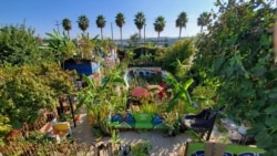 This photo provided by Lucky Atkare shows an urban garden in Los Angeles. Interest in gardening has grown around the country. And urban gardeners say it's particularly important for the health and resiliency of city neighborhoods. (Lucky Atkare via AP)