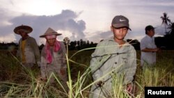 FILE - Thai farmers and Myanmar migrant laborers are seen working the ricefields near the Thai town of Maesot, bordering Myanmar. Between 1.4 million and four million citizens of Myanmar are estimated to work in Thailand.