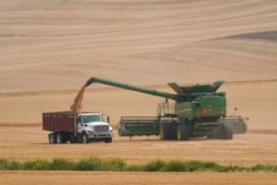 FILE - A combine transfers wheat into a grain truck, near Pullman, Wash., Aug. 5, 2021. Across eastern Washington, a drought the National Weather Service classified as "exceptional" devastated what is normally the fourth largest wheat crop in the nation.