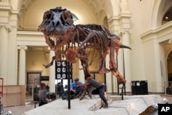 In this Monday, Feb. 5, 2018, photo, Garth Dallman, center, and Bill Kouchie, right, both from the dinosaur restoration firm Research Casting International, Ltd., begin the of dismantling Sue, the Tyrannosaurus rex, on display at Chicago's Field Museum