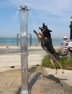 Seekor anjing mendinginkan badannya di bawah pancuran di pantai St Kilda saat gelombang panas menyapu Victoria, Australia, 18 Desember 2019.
