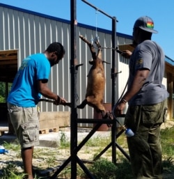 Dua pelanggan dari Ghana menyembelih dan memotong hewan kurban sesuai tradisi mereka (foto: courtesy).