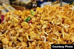 Chanterelle mushrooms are popular in many types of dishes.