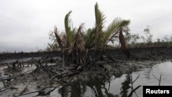 Oil slick flows at the base of the mangrove at Bodo creek, outside Nigeria's oil hub city of Port Harcourt August 2, 2012. Prosperity has flowed from Ogoniland, one of Africa's earliest crude oil producing areas, for decades. But it has flowed to the big