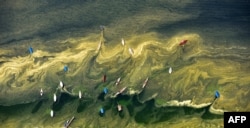 Aerial view of sailing boats that lay in the water of Lake Starnberg which water is covered with pollen near Starnberg, southern Germany, May 8, 2015.