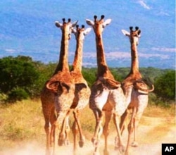 Across Africa in the past, human beings have been evicted from some areas to make way for wildlife, such as these giraffe, but some South African game reserves are reversing this trend