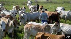 FILE - In this Sept. 22, 2017, file photo, John Locke works to move a herd to another field at his family's ranch in Glen Flora, Texas. Now domesticated cattle and pigs outweigh all wild mammals by 14 to 1, while the world’s chickens triple the weight of all the wild birds, according to a study in the Monday, May 21, 2018, Proceedings of the National Academy of Sciences. (AP Photo/Eric Gay, File)