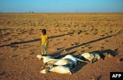 FILE - A boy looks at dead goat carcases in dried-out land close to Dhahar in Puntland, northeastern Somalia, on Dec. 15, 2016. Drought in the region has severely affected livestock of local herdsmen.