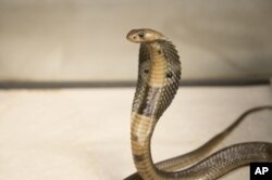 FILE - A Dec. 18, 2015, photo provided by the Wildlife Conservation Society, shows an 18-inch, one-year-old cobra is shown. Cobras and vipers are among the most venomous snakes in Myanmar.